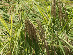 地元で収穫される「いすみ米」の収穫風景